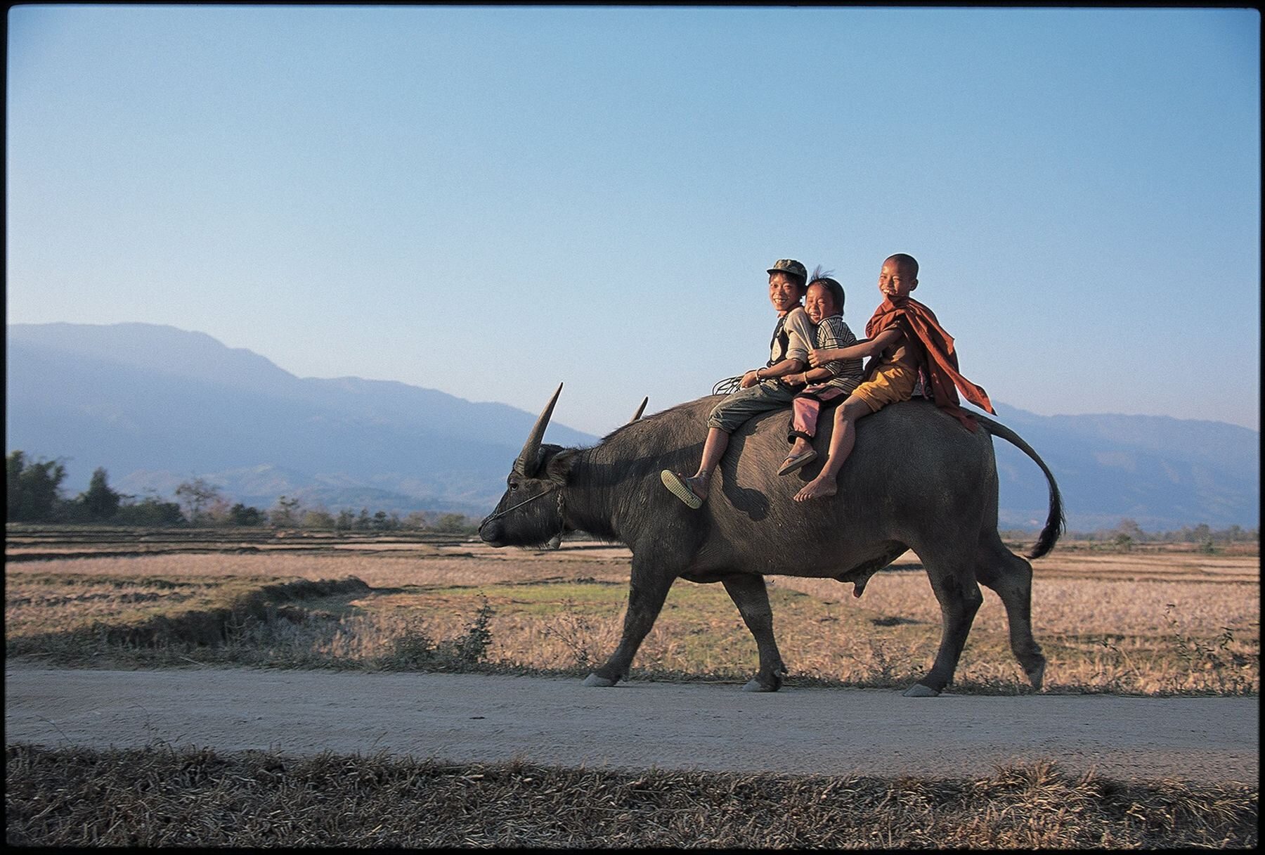 Three children riding a water buffalo through dry rice paddies in Burma, mountains in the distance